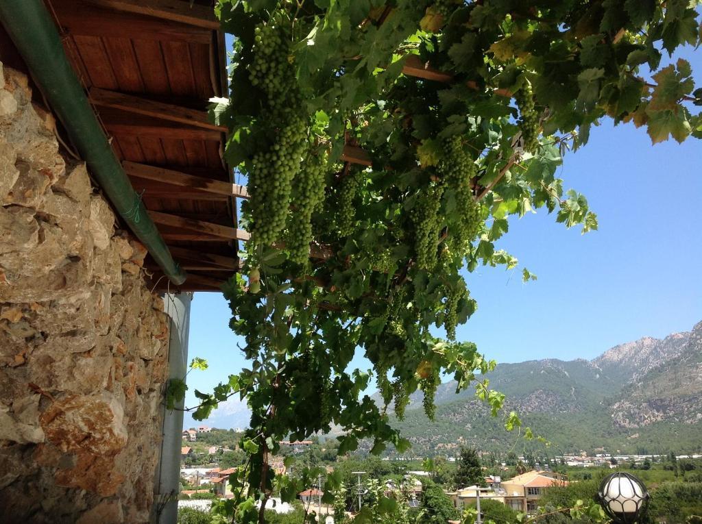 Adrasan Kybele Hotel Extérieur photo